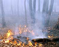 Затруднено движение по МКАДу из-за дыма от лесо-торфяных пожаров 