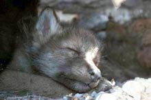 Волчонок спит
