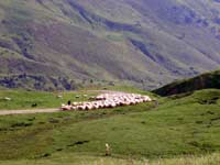 Пиренейские коровы