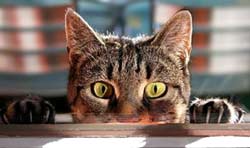 Дискретный обзор: Как понять кошек?
